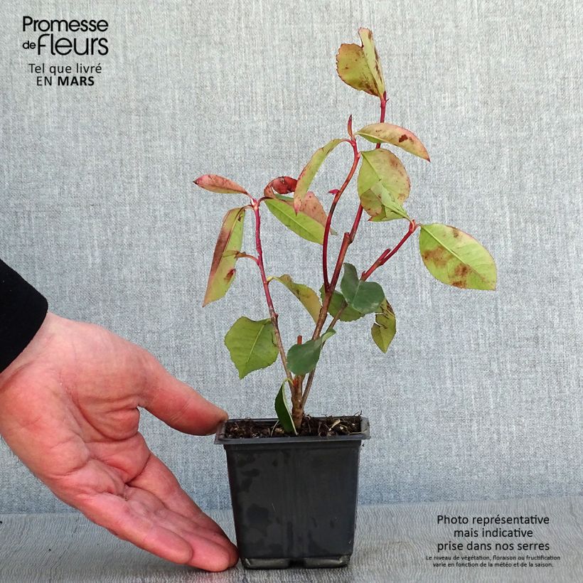 Example of Photinia fraseri Red Robin Blood Kweekpotje van 8/9 cm as you get in hiver