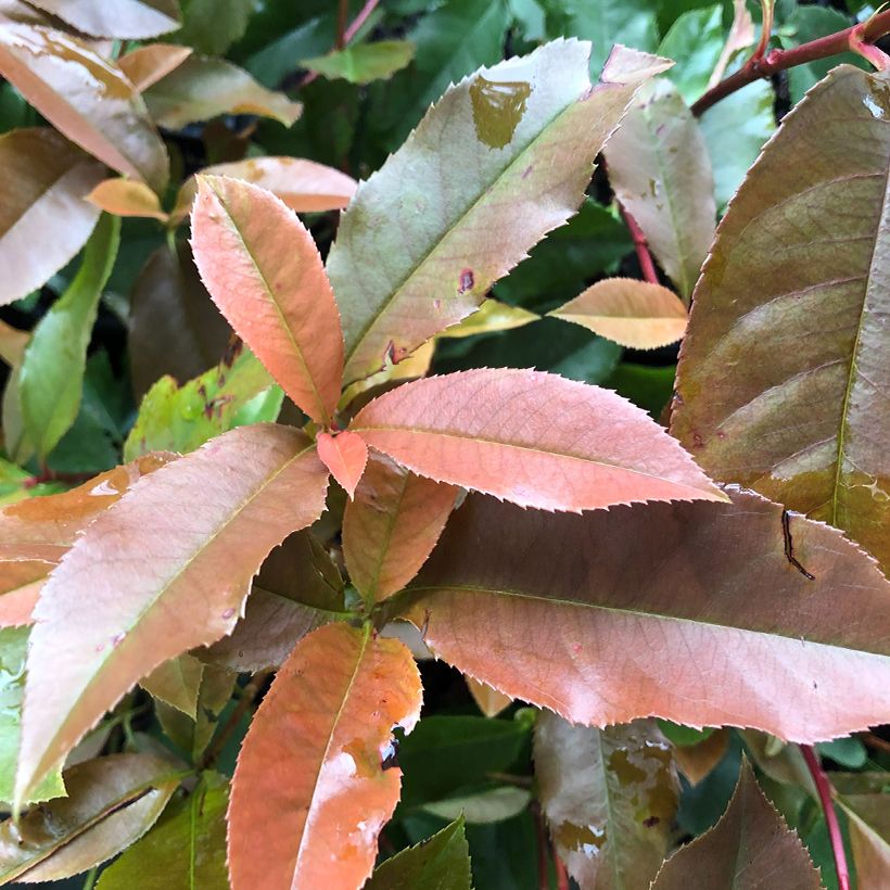 Photinia Red Robin Blood - Glansmispel (Foliage)