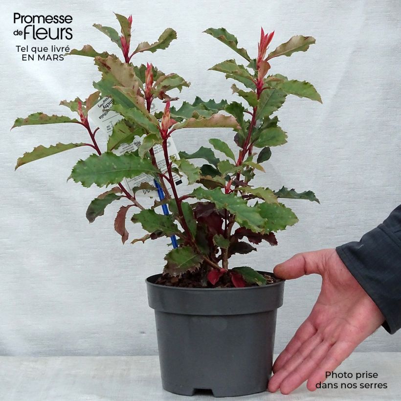 Exemplaar van Photinia serratifolia Crunchy - Glansmispel Pot van 2 l/3 l zoals geleverd in de lente