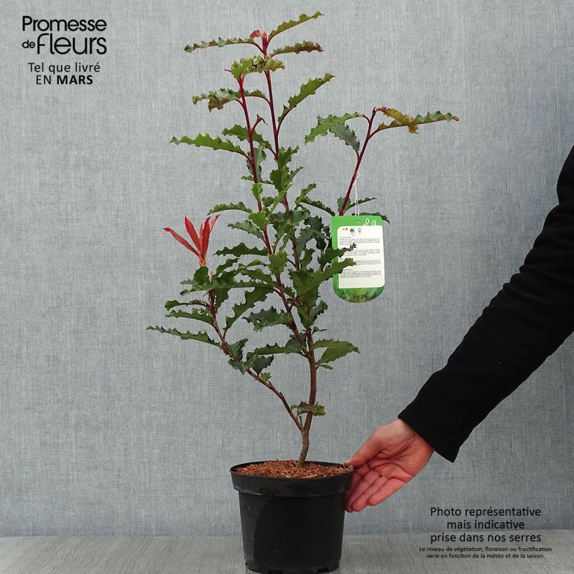 Example of Photinia serratifolia Crunchy Pot van 2 l/3 l as you get in hiver