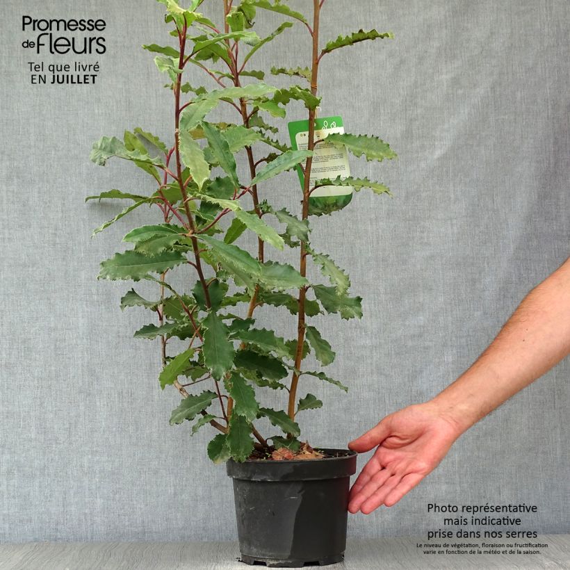 Exemplaar van Photinia serratifolia Crunchy - Glansmispel Pot van 2 l/3 l zoals geleverd in de zomer