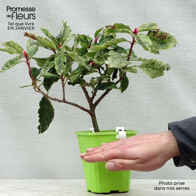 Example of Photinia serratifolia Pink Crispy - Glansmispel Pot van 1 l/1,5 l as you get in hiver