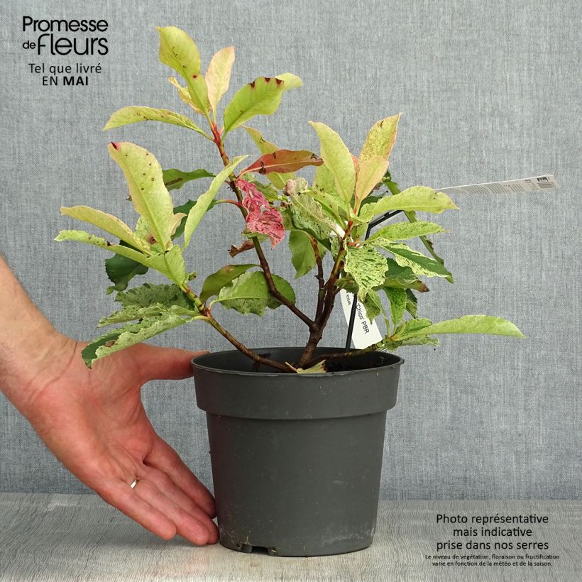 Exemplaar van Photinia serratifolia Pink Crispy - Glansmispel Pot van 2 l/3 l zoals geleverd in de lente