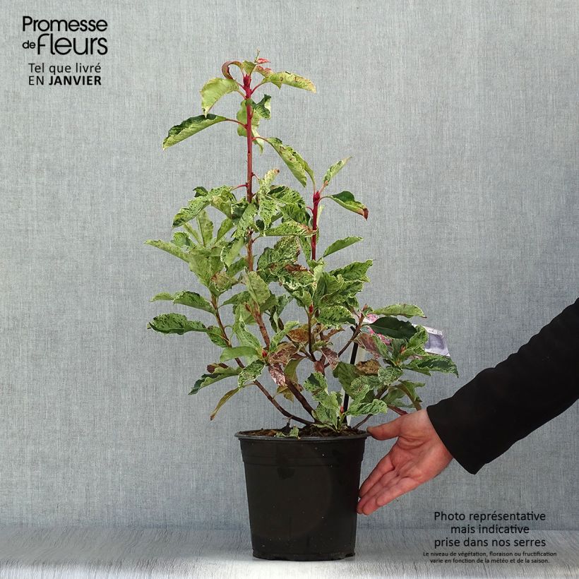 Example of Photinia serratifolia Pink Crispy - Glansmispel Pot van 4 l/5 l as you get in hiver