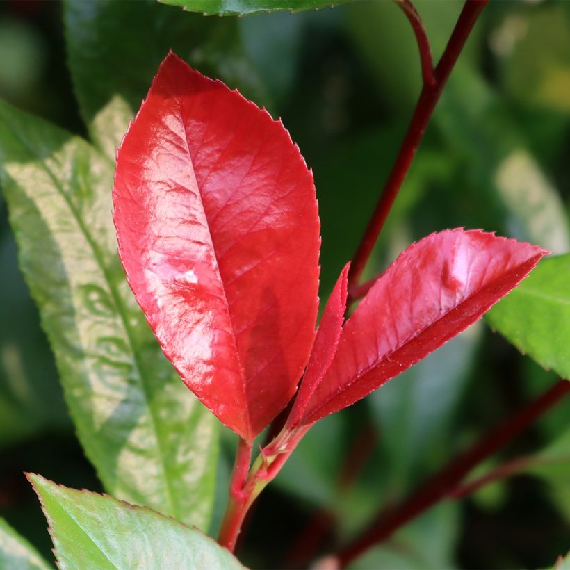 Photinia fraseri Baton Rouge - Glansmispel (Foliage)