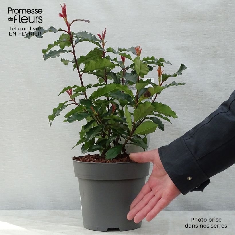 Example of Photinia x fraseri Magical Volcano Pot van 2 l/3 l as you get in hiver