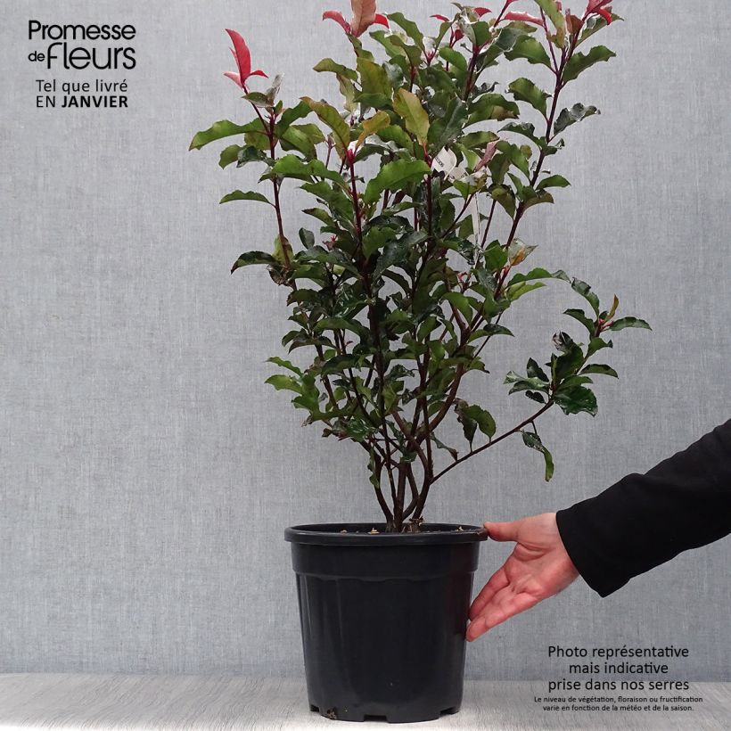 Example of Photinia x fraseri Magical Volcano Pot van 7,5 l/10 l as you get in hiver