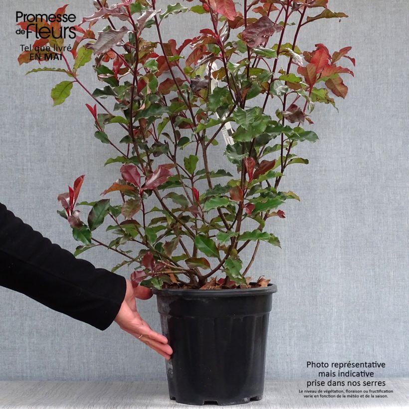 Exemplaar van Photinia fraseri Magical Volcano - Glansmispel Pot van 7,5 l/10 l zoals geleverd in de lente