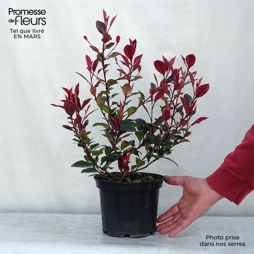 Example of Photinia x fraseri Nana Pot van 2 l/3 l as you get in hiver