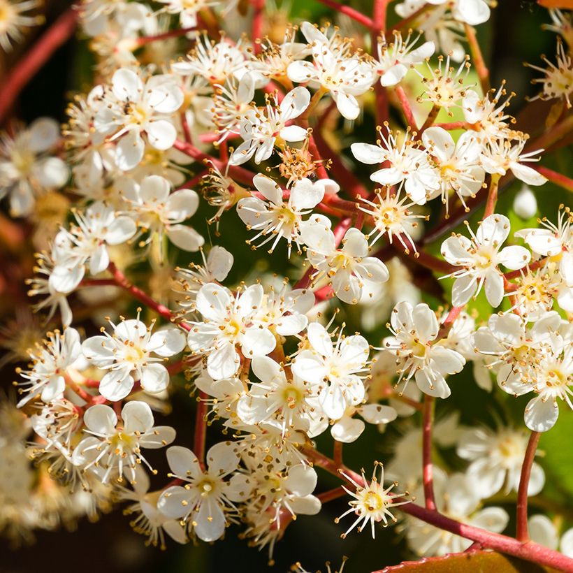 Photinia fraseri Nana - Glansmispel (Flowering)