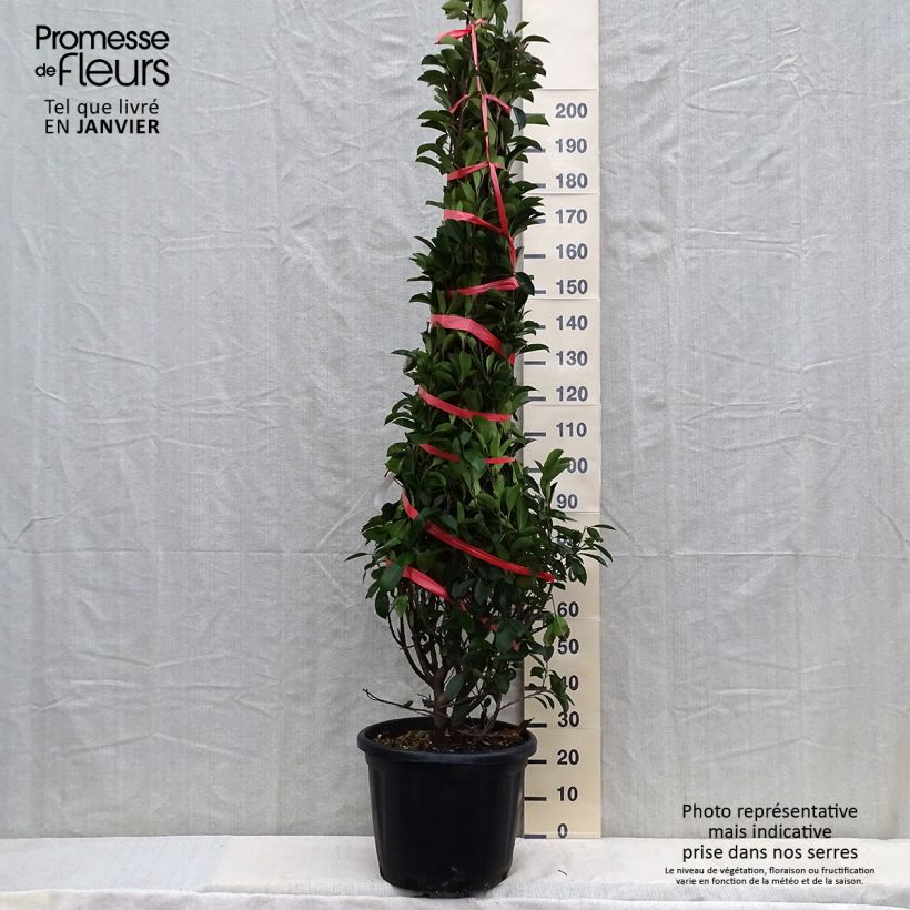 Example of Photinia fraseri Red Robin - Glansmispel Pot de 30L/35L as you get in hiver
