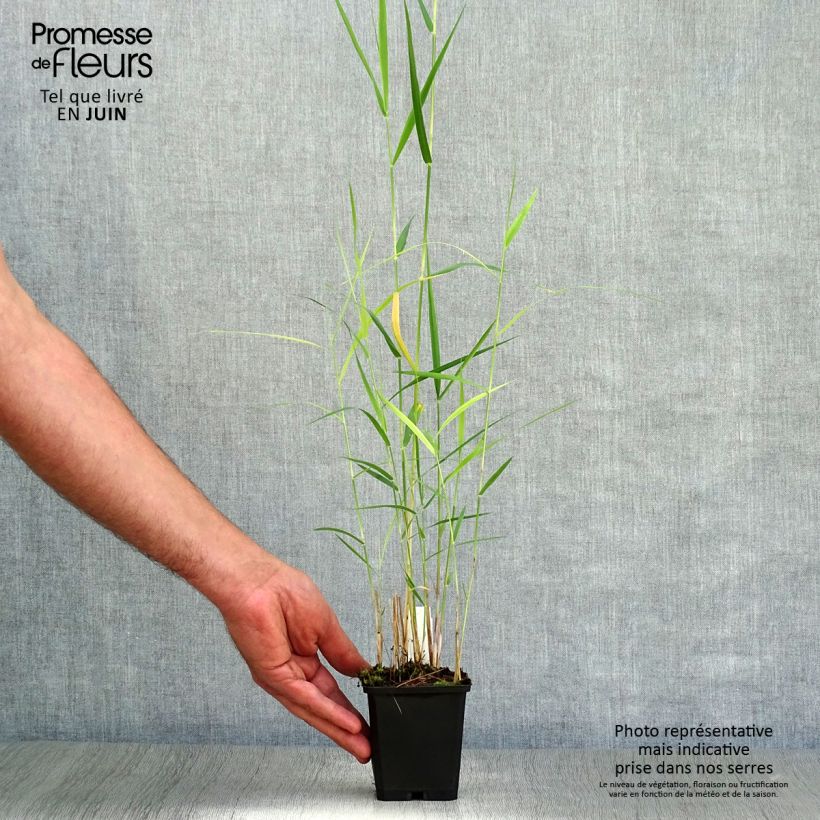 Exemplaar van Phragmites australis - Riet Kweekpotje van 8/9 cm zoals geleverd in de zomer