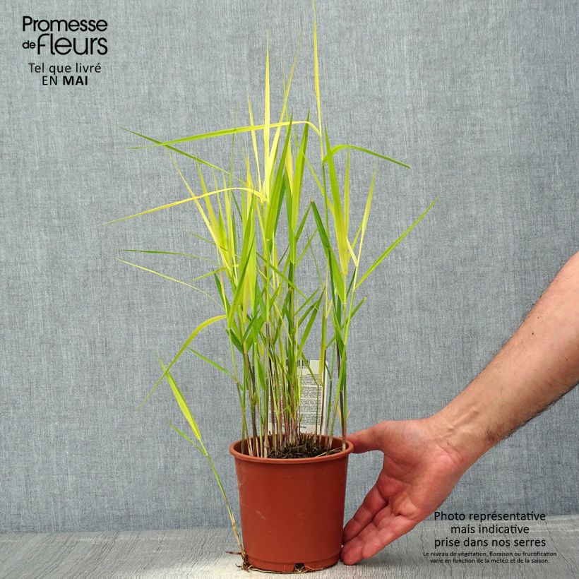 Exemplaar van Phragmites australis - Riet Pot van 1 l/1,5 l zoals geleverd in de lente