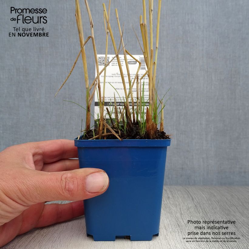 Exemplaar van Phragmites australis Variegatus - Riet Kweekpotje van 8/9 cm zoals geleverd in de herfst