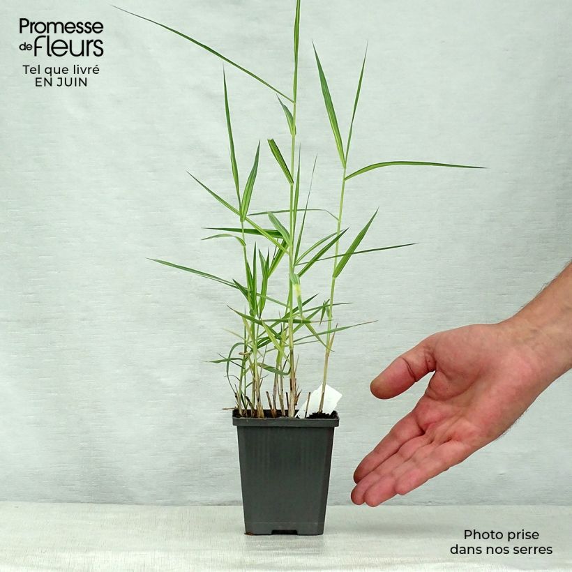 Exemplaar van Phragmites australis Variegatus - Riet Kweekpotje van 8/9 cm zoals geleverd in de zomer