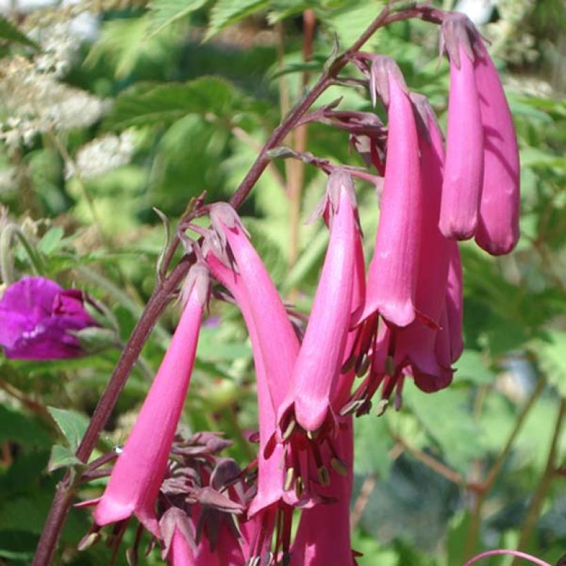 Phygelius Funfare Wine - Kaapse fuchsia (Bloei)