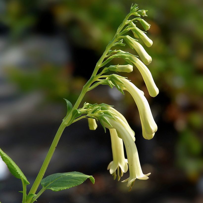 Phygelius aequalis Yellow Trumpet - Kaapse fuchsia (Flowering)