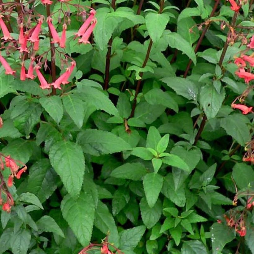 Phygelius capensis - Kaapse fuchsia (Foliage)
