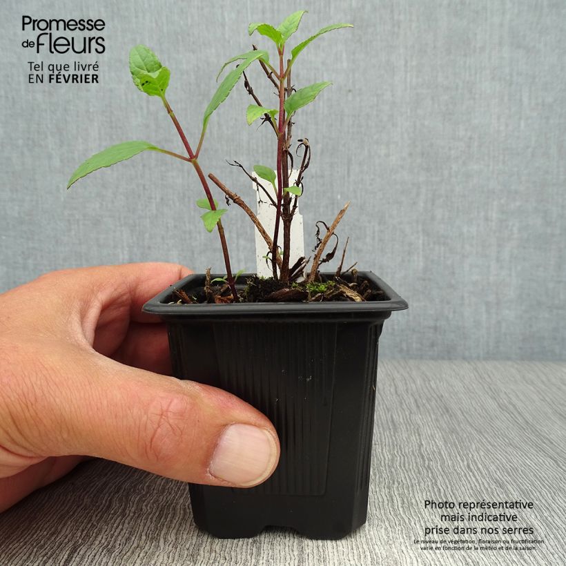 Exemplaar van Phygelius capensis - Kaapse fuchsia Kweekpotje van 8/9 cm zoals geleverd in de herfst