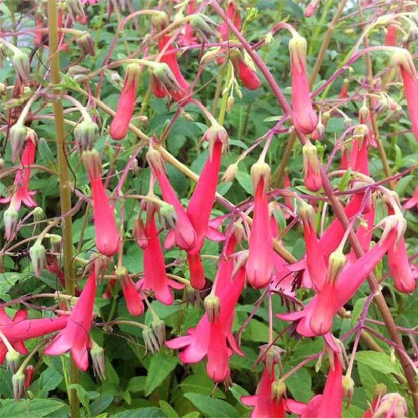 Phygelius Blacher - Kaapse fuchsia (Bloei)