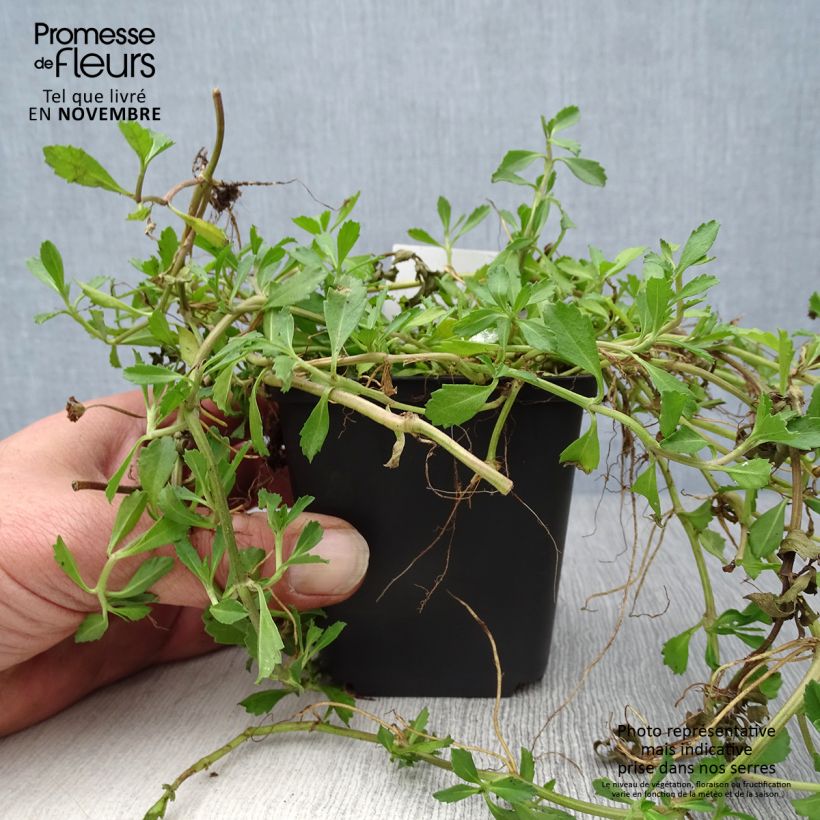 Exemplaar van Phyla nodiflora - Kruipende verbena Kweekpotje van 8/9 cm zoals geleverd in de herfst