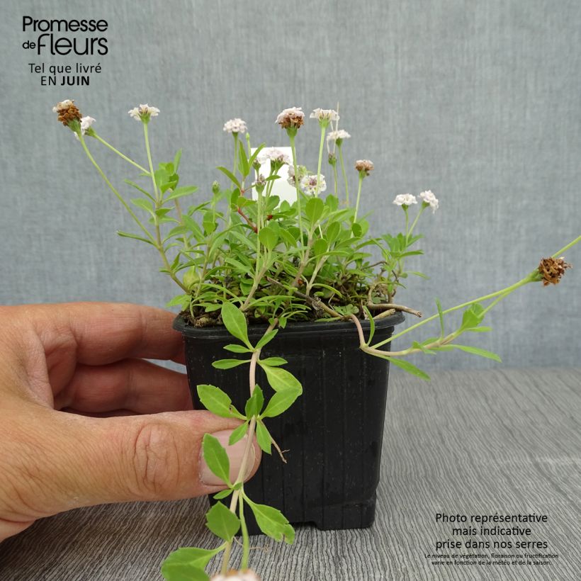 Exemplaar van Phyla nodiflora - Kruipende verbena Kweekpotje van 8/9 cm zoals geleverd in de zomer