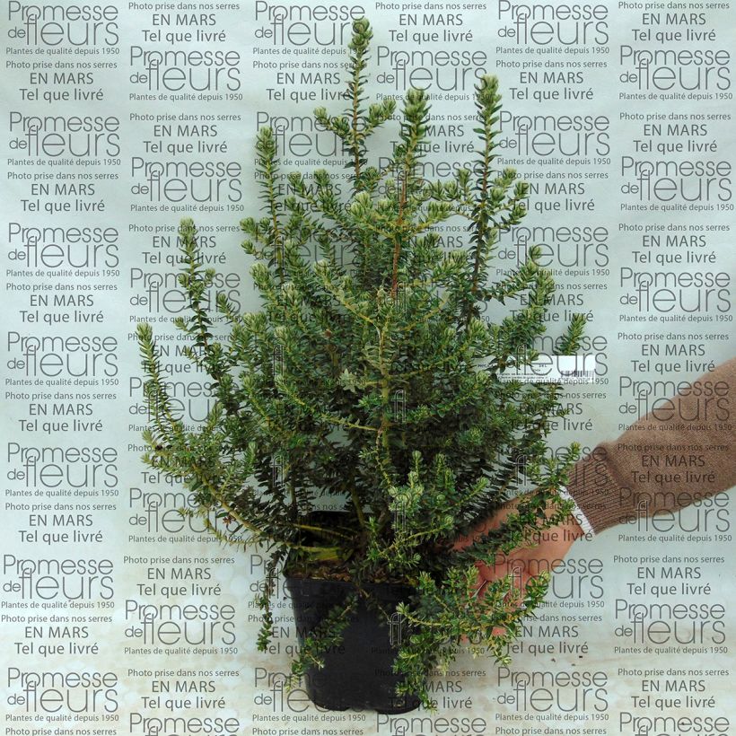 Example of Phylica arborea Pot van 3 l/4 l as you get