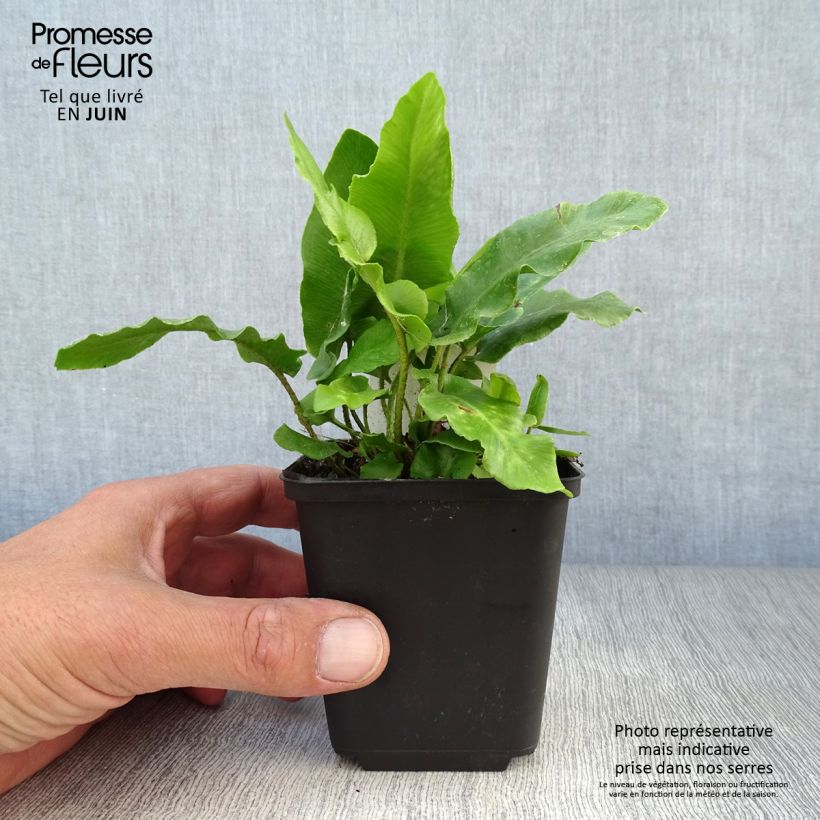 Exemplaar van Phyllitis scolopendrium - Tongvaren Kweekpotje van 8/9 cm zoals geleverd in de zomer