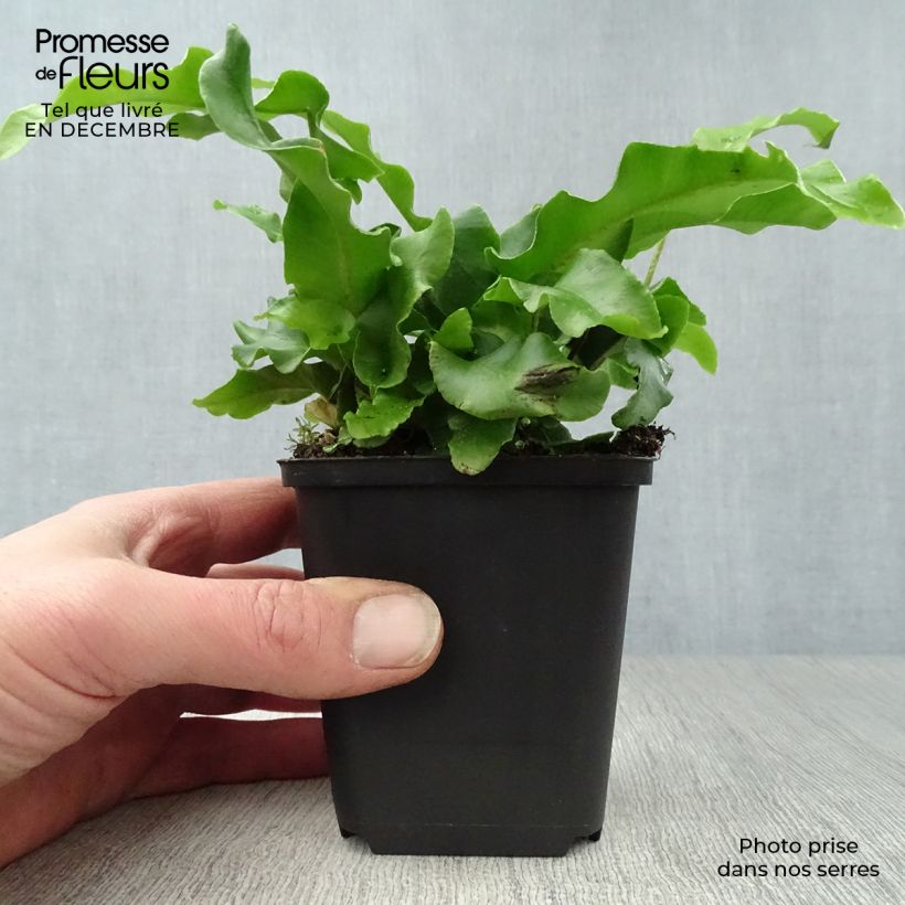 Example of Phyllitis scolopendrium - Fougère Scolopendre Kweekpotje van 8/9 cm as you get in hiver