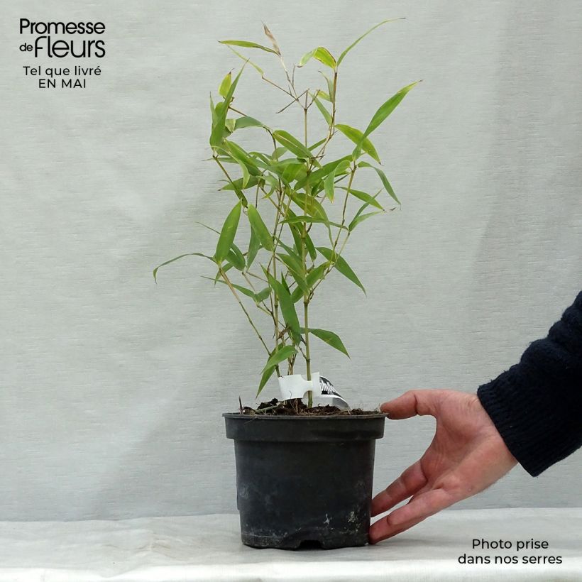 Exemplaar van Phyllostachys atrovaginata Green Perfume - Bamboe Pot van 2 l/3 l zoals geleverd in de lente