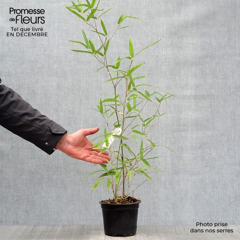 Example of Phyllostachys atrovaginata Green Perfume - Bamboe Pot van 2 l/3 l as you get in hiver