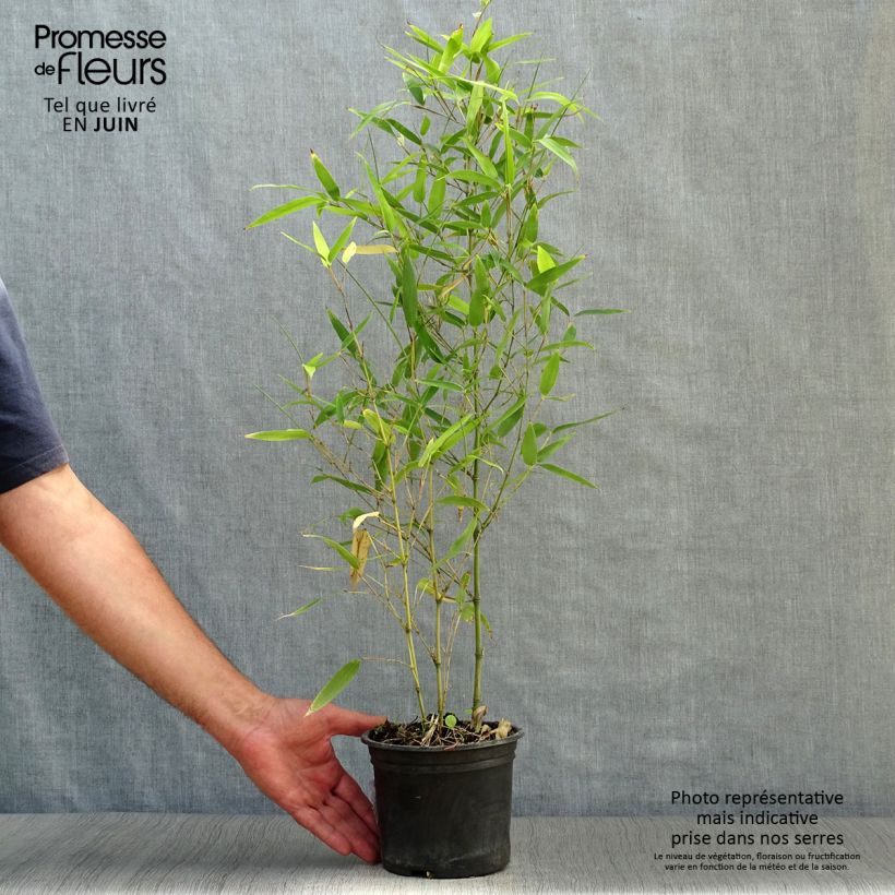Exemplaar van Phyllostachys atrovaginata Green Perfume - Bamboe Pot van 2 l/3 l zoals geleverd in de zomer