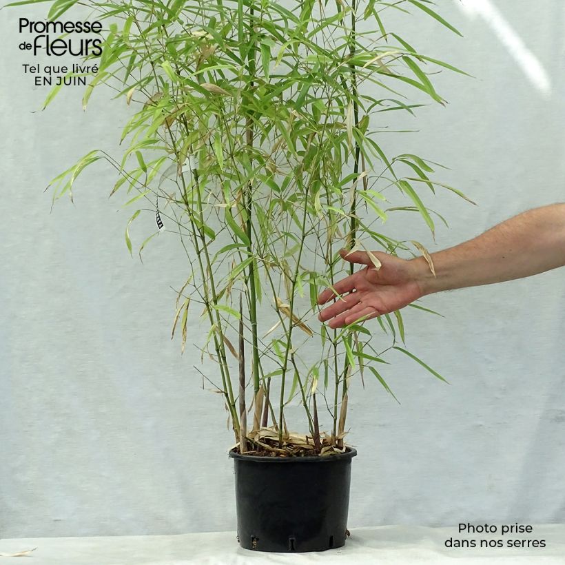 Exemplaar van Phyllostachys atrovaginata Green Perfume - Bamboe Pot van 4 l/5 l zoals geleverd in de zomer