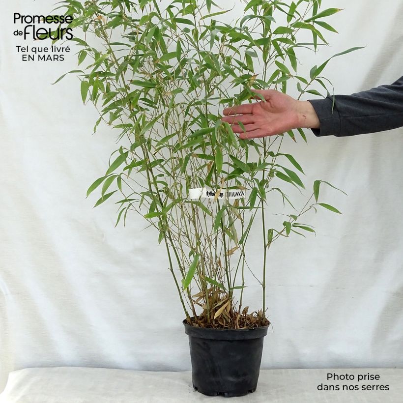 Exemplaar van Phyllostachys atrovaginata Green Perfume - Bamboe Pot van 4 l/5 l zoals geleverd in de lente