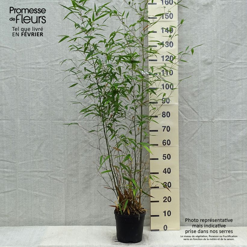 Example of Phyllostachys atrovaginata Green Perfume - Bamboe Pot van 4 l/5 l as you get in hiver