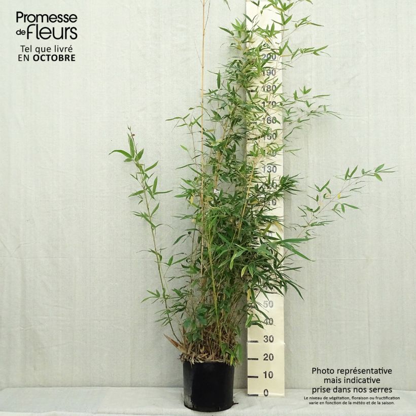 Exemplaar van Phyllostachys aurea Holochrysa - Gouden bamboe Pot van 12 l/15 l zoals geleverd in de herfst