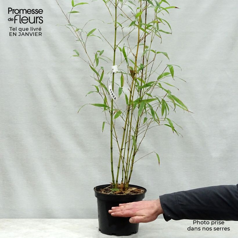 Example of Bambou doré - Phyllostachys aurea Pot van 4 l/5 l as you get in hiver