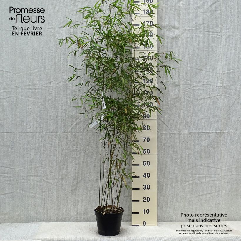 Example of Phyllostachys aureosulcata Alata - Bambou moyen Pot van 4 l/5 l as you get in hiver