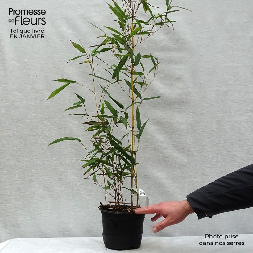 Example of Bambou jaune - Phyllostachys aureosulcata Aureocaulis Pot van 2 l/3 l as you get in hiver