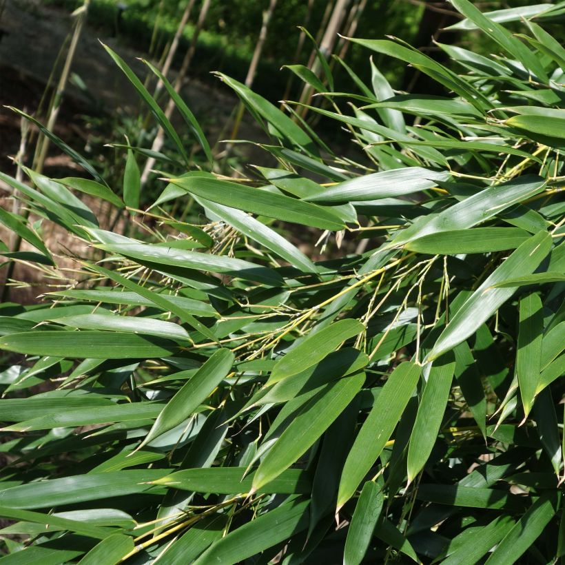 Phyllostachys aureosulcata - Gele bamboe (Foliage)