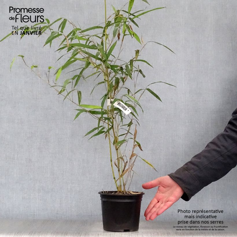 Example of Phyllostachys aureosulcata Spectabilis - Bambou moyen Pot van 2 l/3 l as you get in hiver