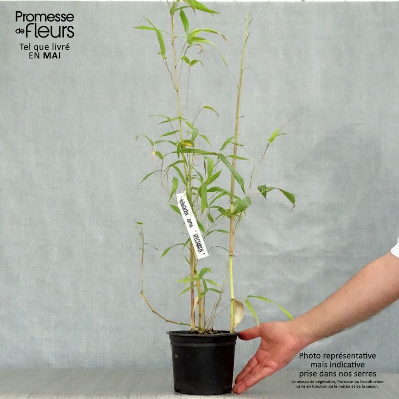Exemplaar van Phyllostachys aureosulcata Spectabilis - Gele bamboe Pot van 2 l/3 l zoals geleverd in de lente
