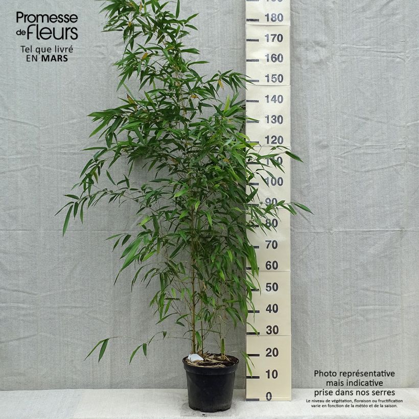 Exemplaar van Phyllostachys aureosulcata Spectabilis - Gele bamboe Pot van 4 l/5 l zoals geleverd in de lente