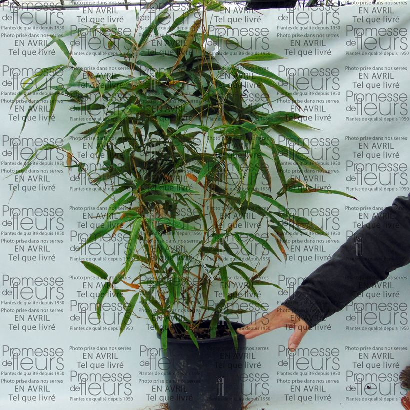 Example of Phyllostachys bambusoides Castillonis - Bambou géant Pot van 4 l/5 l as you get