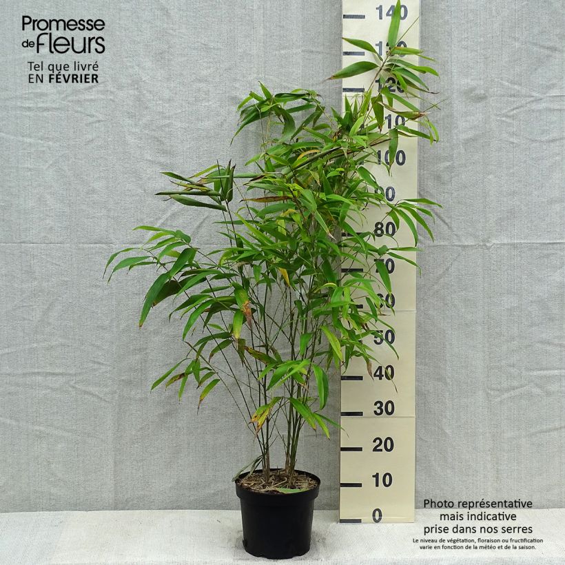 Example of Phyllostachys edulis (= pubescens) - Bambou géant Pot van 4 l/5 l as you get in hiver