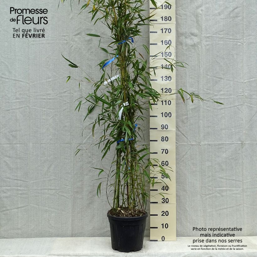 Example of Phyllostachys flexuosa - Bambou moyen Pot van 12 l/15 l as you get in hiver