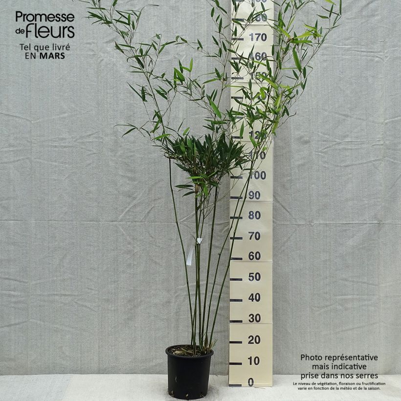 Exemplaar van Phyllostachys heteroclada - Waterbamboe Pot van 4 l/5 l zoals geleverd in de lente