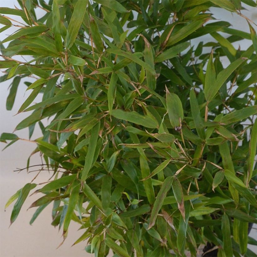 Phyllostachys humilis - Reuzenbamboe (Foliage)
