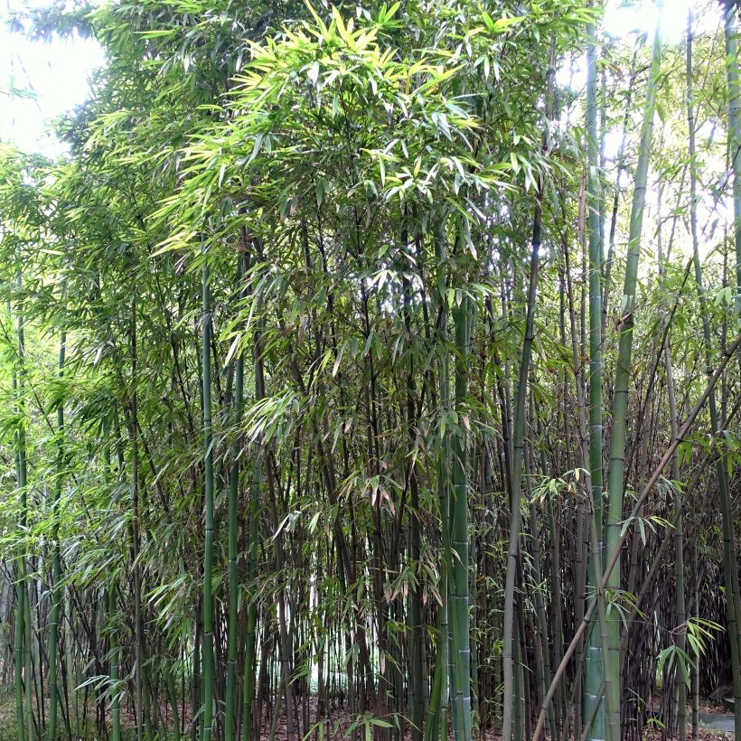 Phyllostachys iridescens - Reuzenbamboe (Plant habit)
