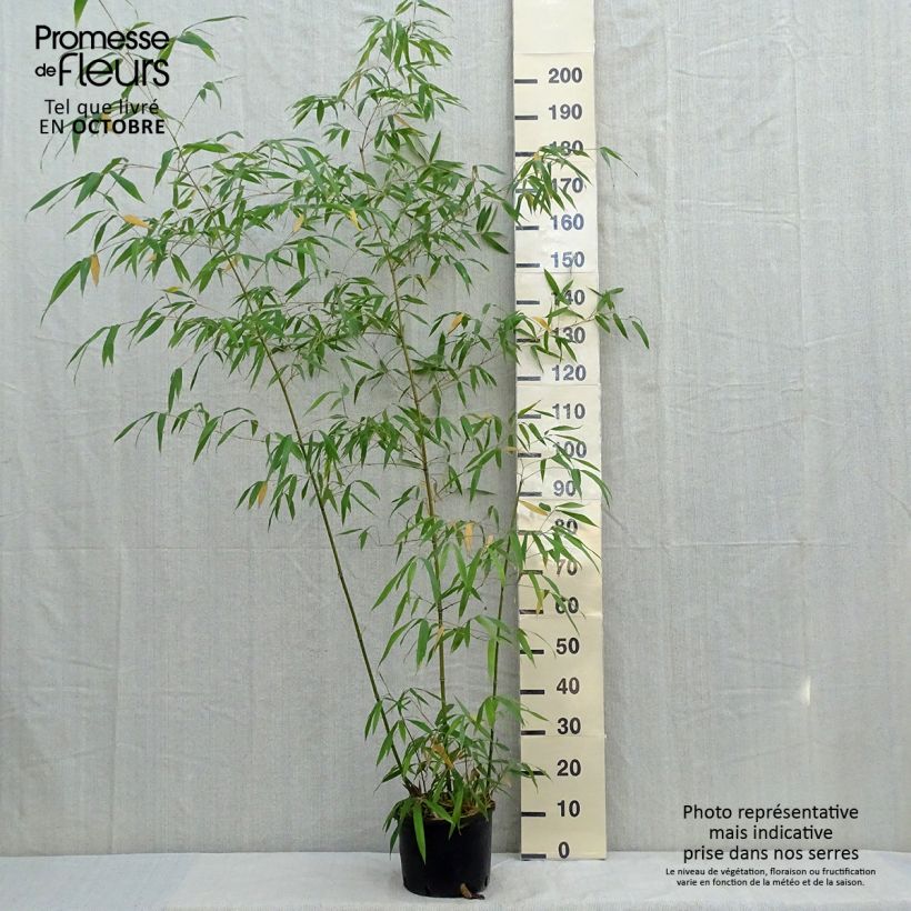 Exemplaar van Phyllostachys iridescens - Reuzenbamboe Pot van 4 l/5 l zoals geleverd in de herfst
